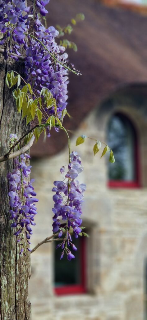 La Terrasse du Blavet - Glycine